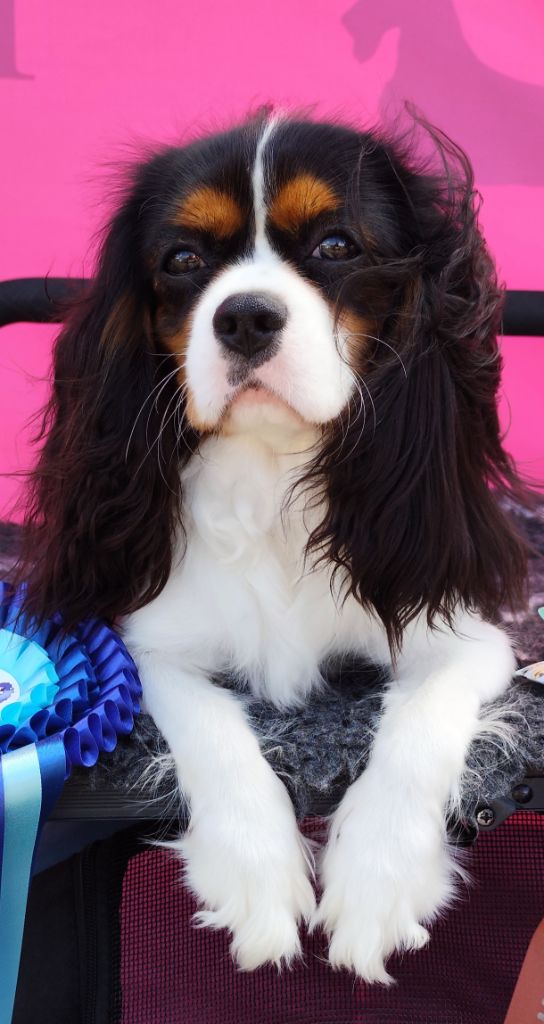 Vikky-queen Des Terres De L'infini