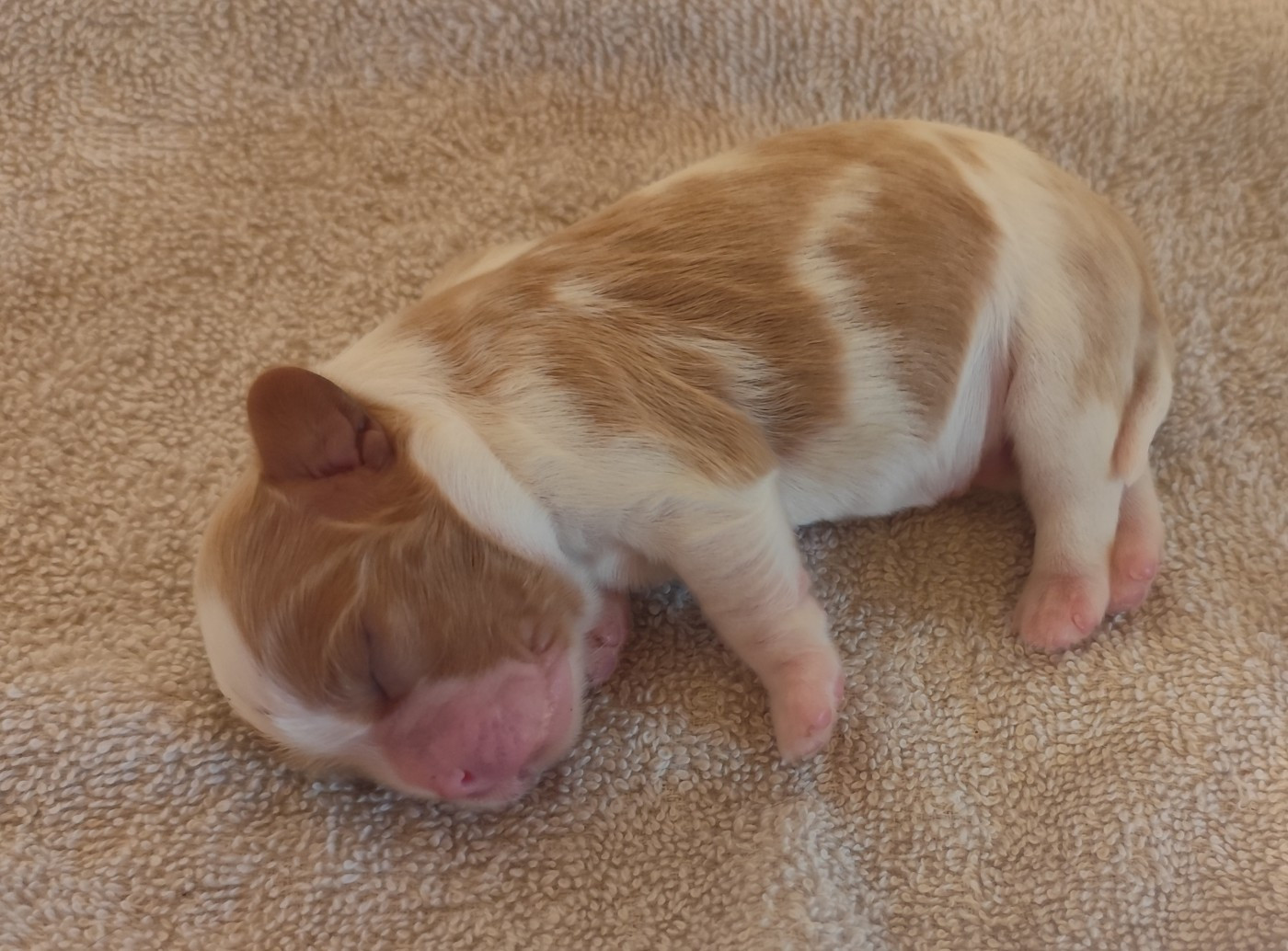 Semper Leal - Chiots disponibles - Cavalier King Charles Spaniel