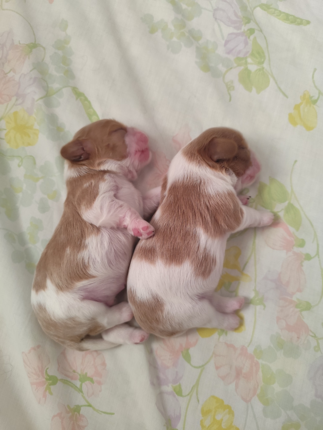 Chiot Cavalier King Charles Spaniel Semper Leal