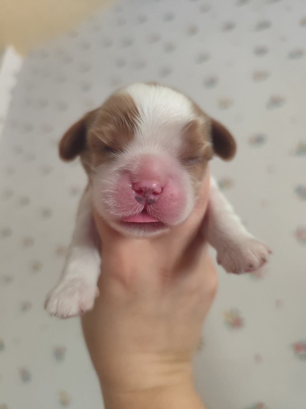 Semper Leal - Chiots disponibles - Cavalier King Charles Spaniel
