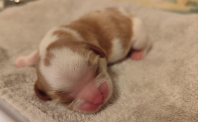 CHIOT 1
